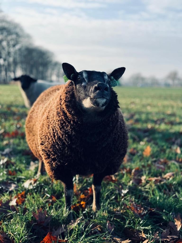 Schapen wol voor op tuin om vocht vast te houden, Ophalen of Verzenden