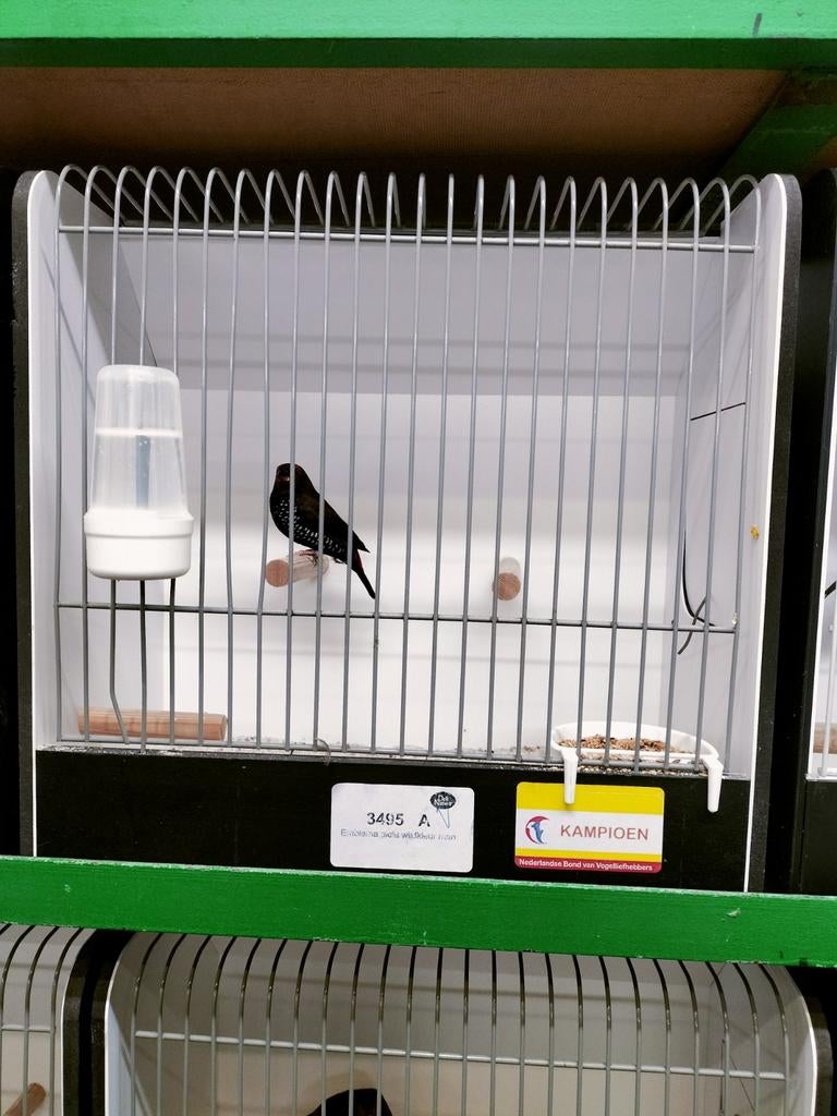 Te koop gevraagd emblema poppen, Dieren en Toebehoren, Vrouwelijk