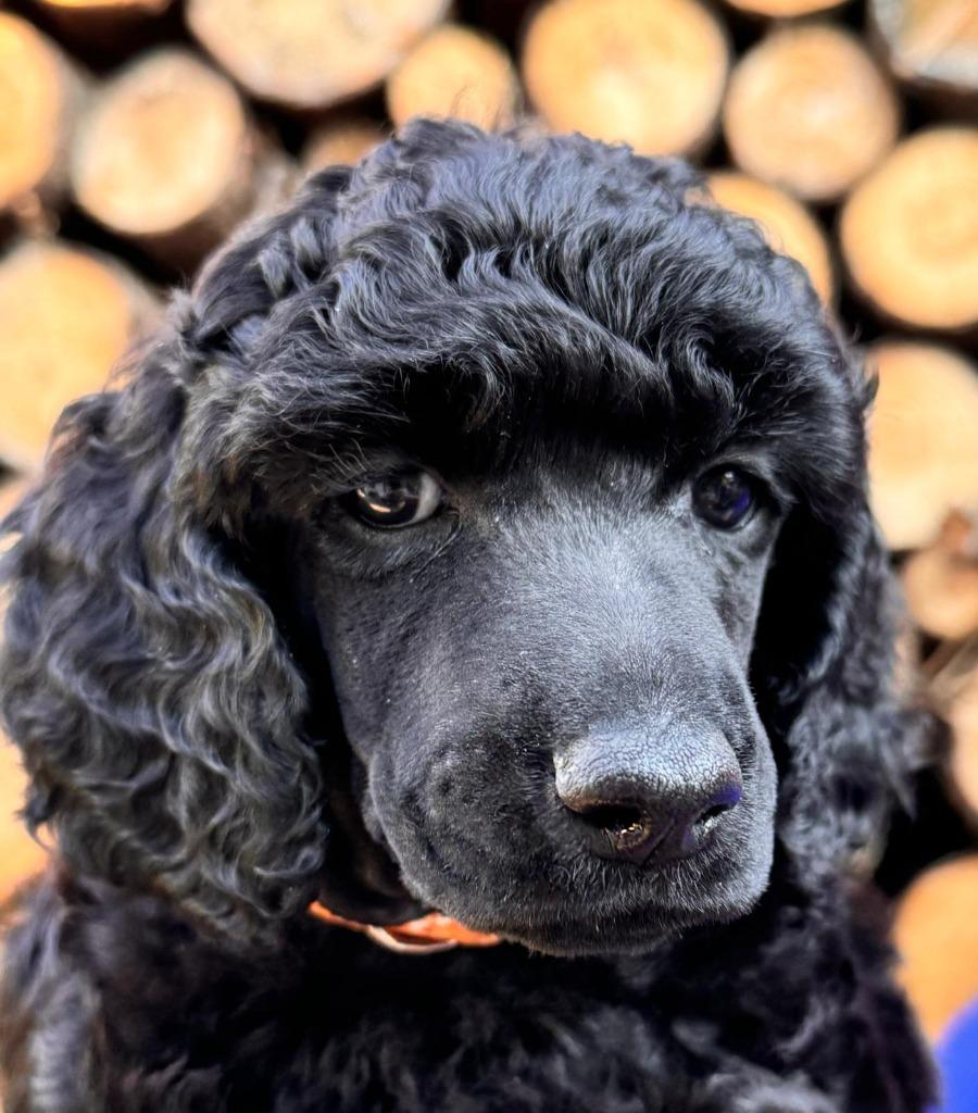 Grote en Kleine Poedels met stamboom, Dieren en Toebehoren, Poedel, Parvo, 8 tot 15 weken, Meerdere