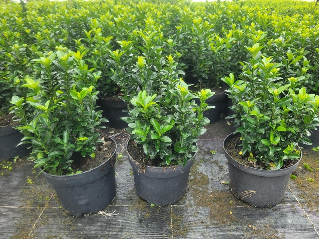 Buxusvervanger Euonymus Green Spire, Ophalen of Verzenden, Zomer, Volle zon