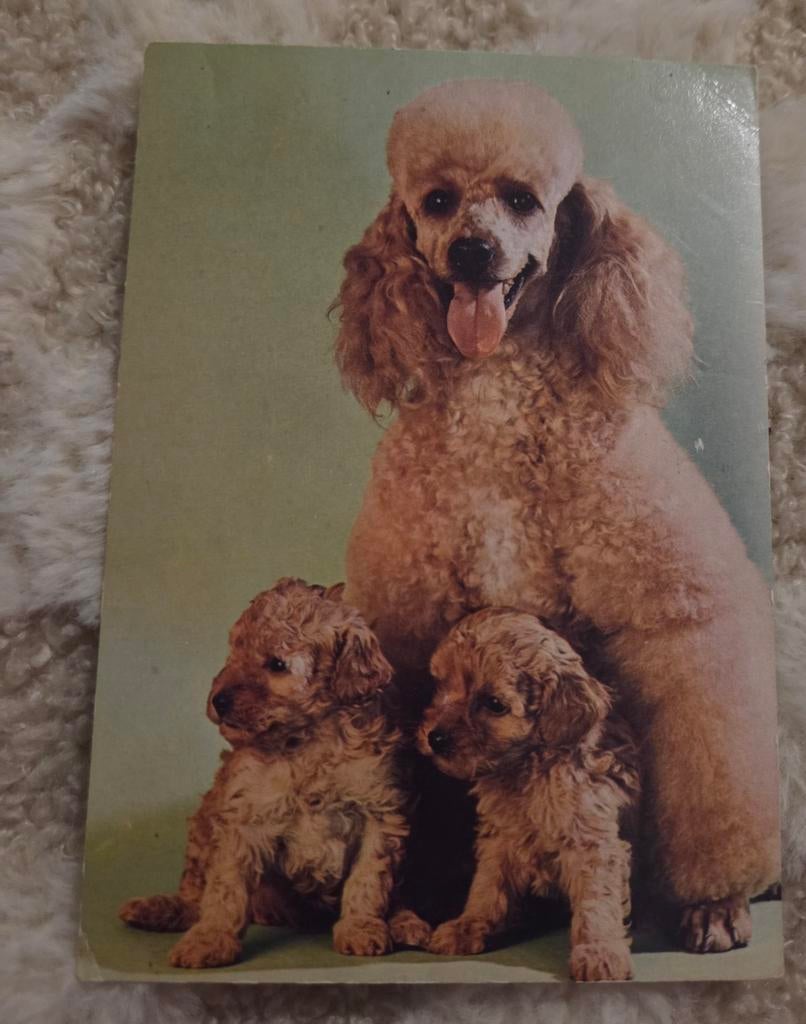 Poedel met twee puppy's, Verzenden, 1980 tot heden, Gelopen, Hond of Kat