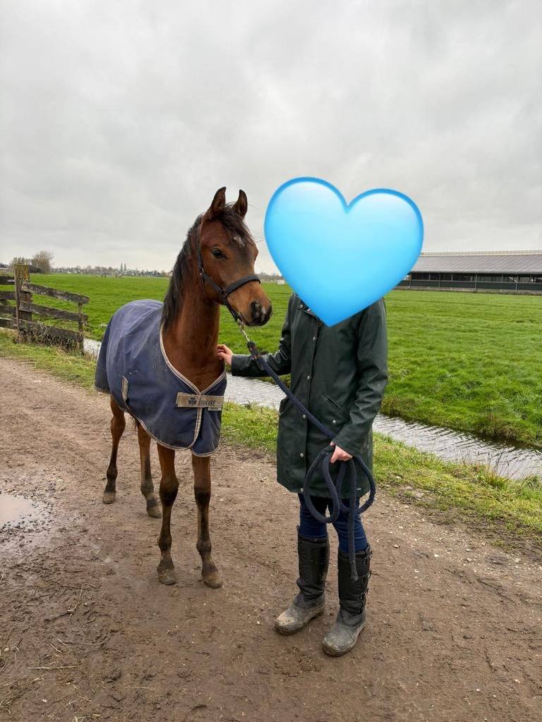 Verzorg paard Zwanenburg, Ophalen of Verzenden, Nieuw