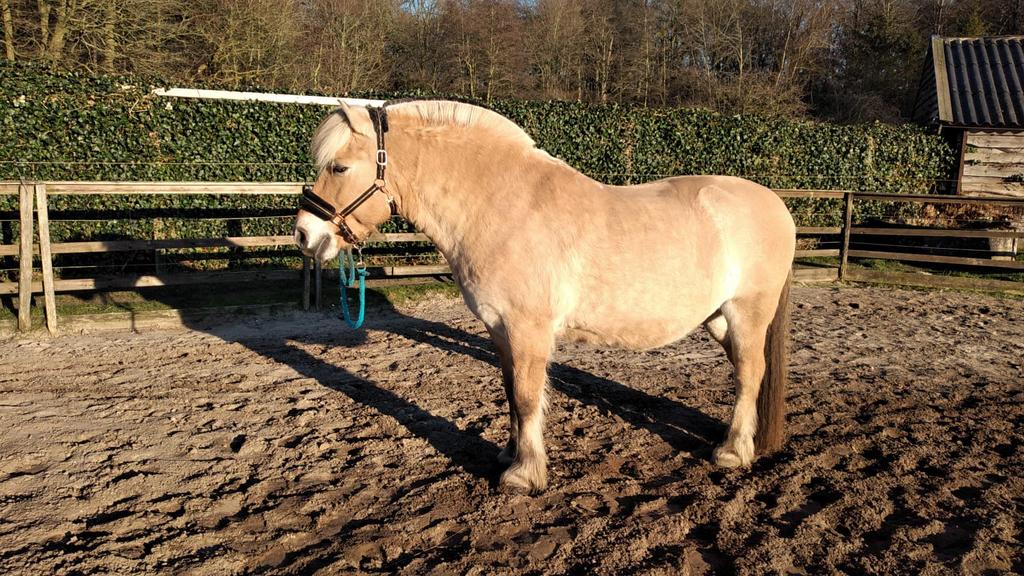 Verzorgpony’s aangeboden, Dieren en Toebehoren, Ophalen, Zo goed als nieuw