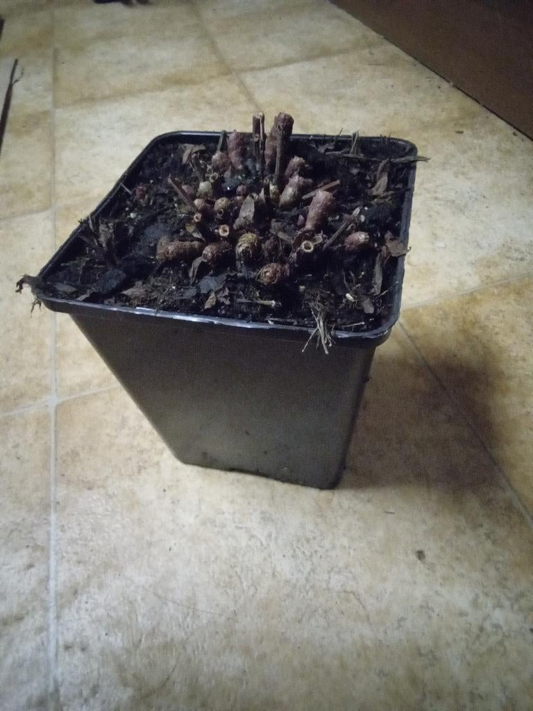 Sedum, Tuin en Terras, Planten | Tuinplanten, Vaste plant, Bodembedekkers, Volle zon, Ophalen of Verzenden