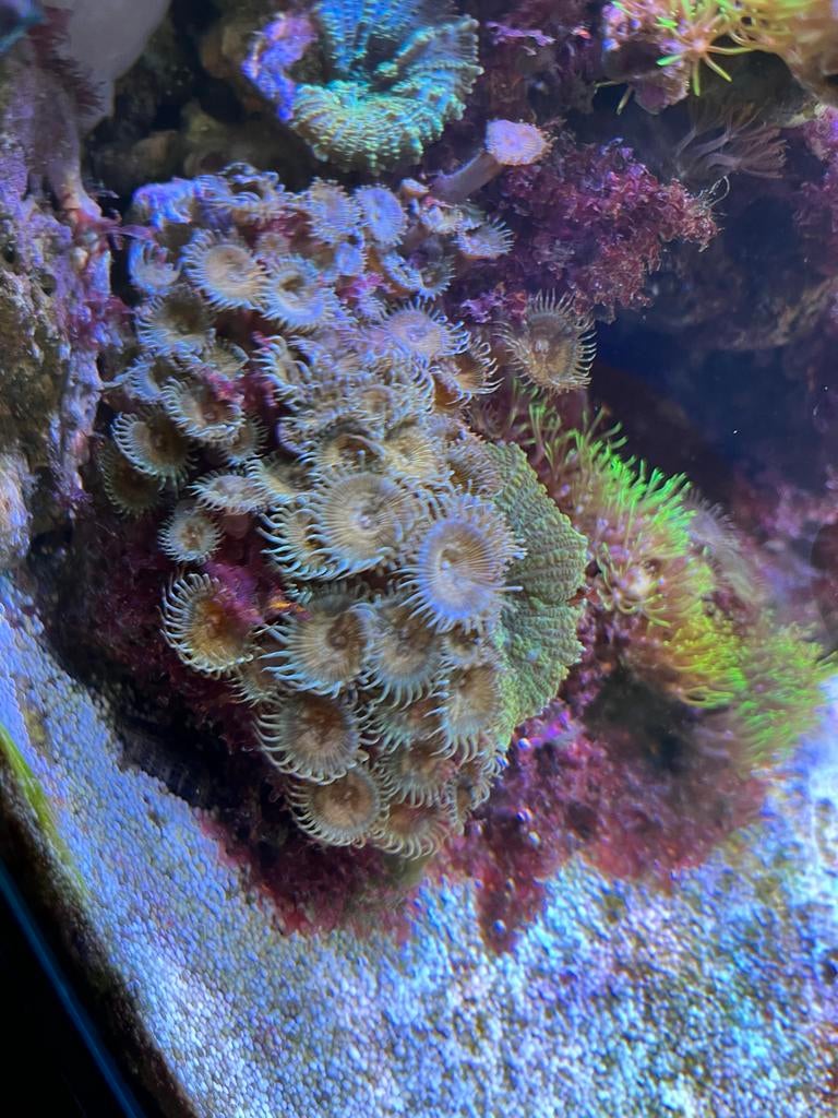 Zoanthus koraal, Dieren en Toebehoren, Vissen | Aquariumvissen, Overige typen, Zoutwatervis