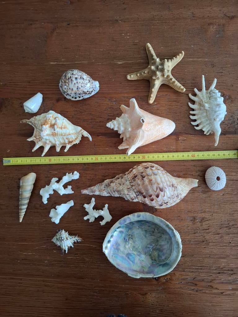 Schelpen en zeester verzameling, Verzamelen, Ophalen of Verzenden