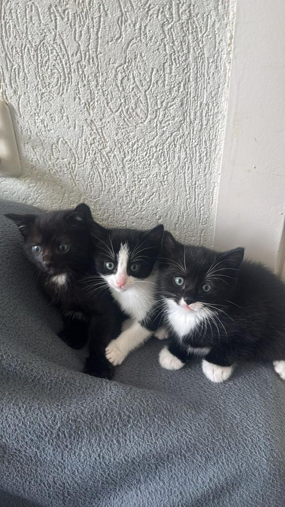Zwarte Schattige Kittens, Dieren en Toebehoren, Kater, 0 tot 2 jaar