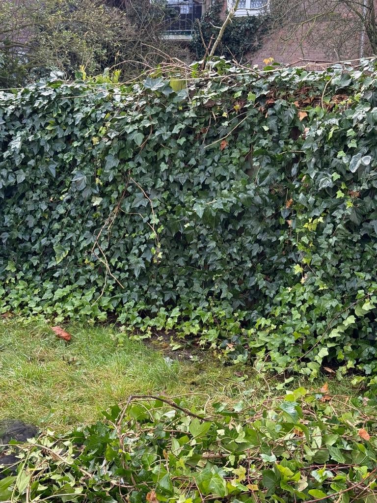 Tuinonderhoud, Ophalen of Verzenden, Laurier