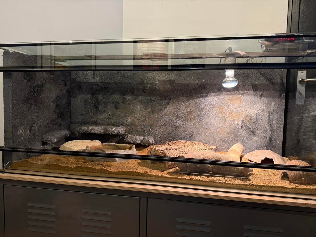 4 Luipaard gekko’s met terrarium Leopard Gecko - unknown for sale from AA