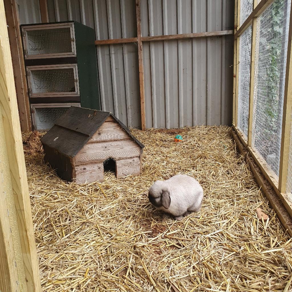 Konijnenopvang, Ophalen of Verzenden, Overige typen