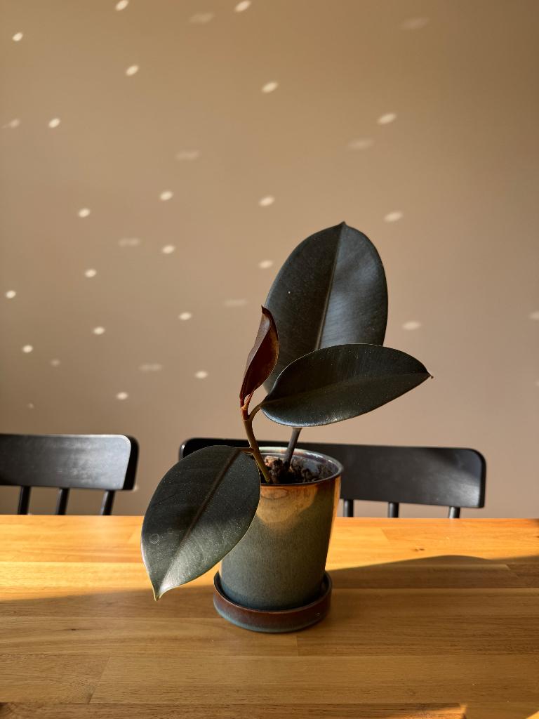 Ficus tree, Ophalen, Ficus, Halfschaduw, Minder dan 100 cm