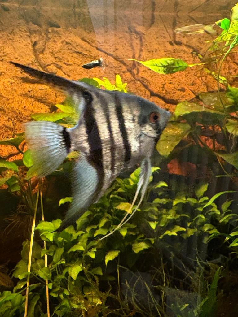 Maanvissen, Dieren en Toebehoren, Vissen | Aquariumvissen, Vis