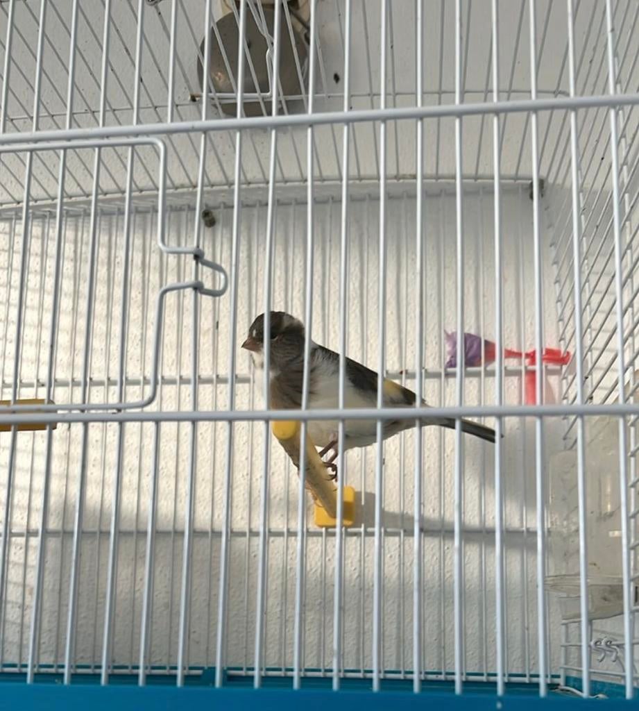 Kanarie vogel te koop voor €40., Mannelijk, Kleurkanarie