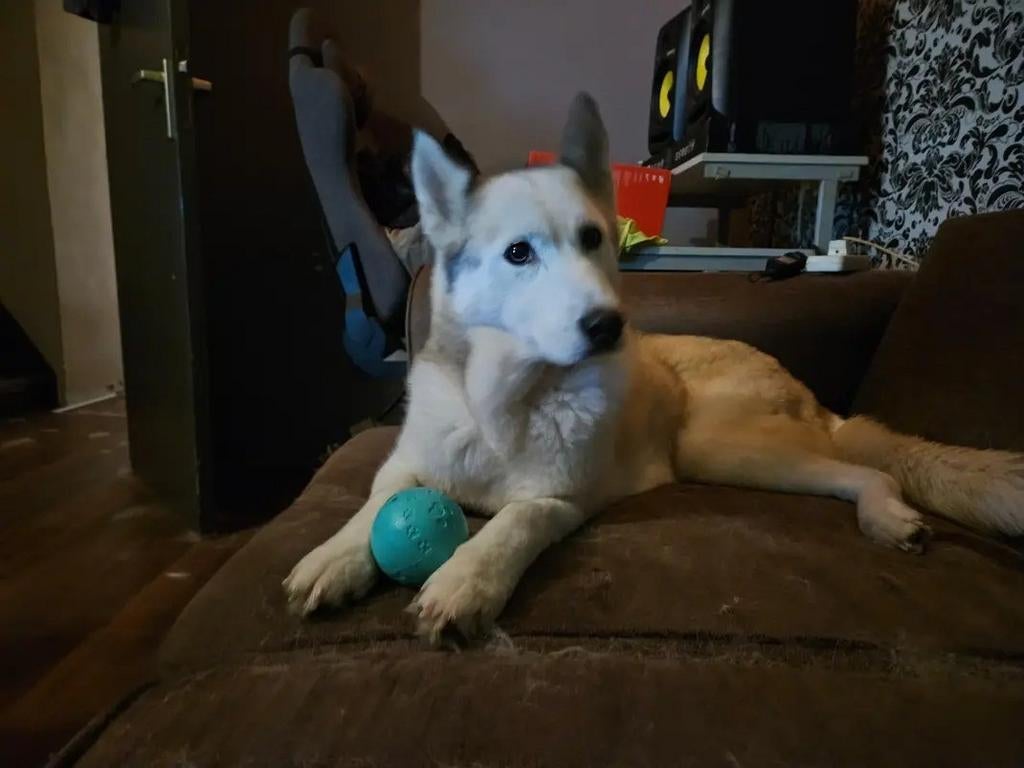 Husky teefje. 12 jaar., Dieren en Toebehoren, 6 jaar of ouder, Teef, Poolhond, Eén hond