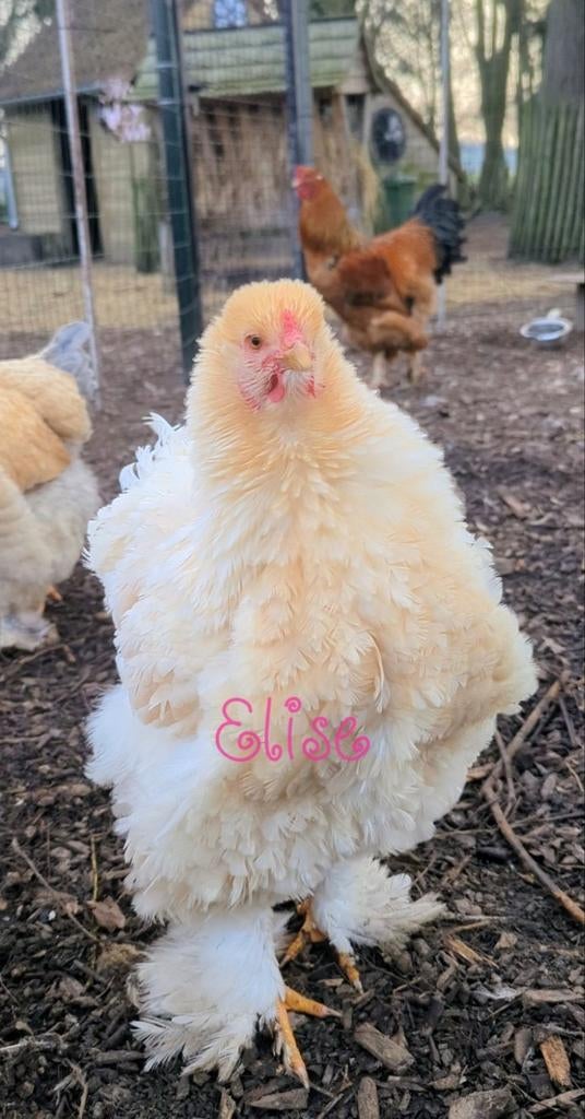 Broedeieren brahma krul groothoenders frizzle kippen, Kip