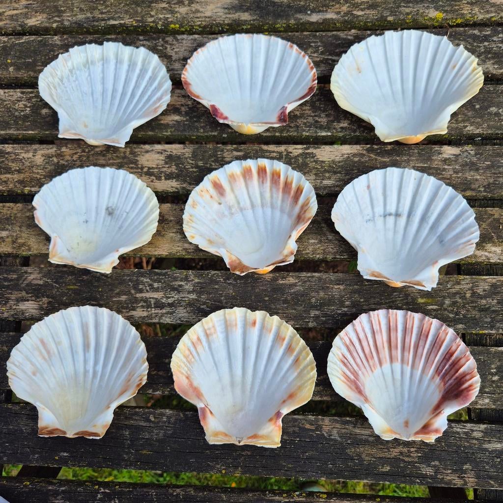 Set jacobsschelpen, Ophalen of Verzenden