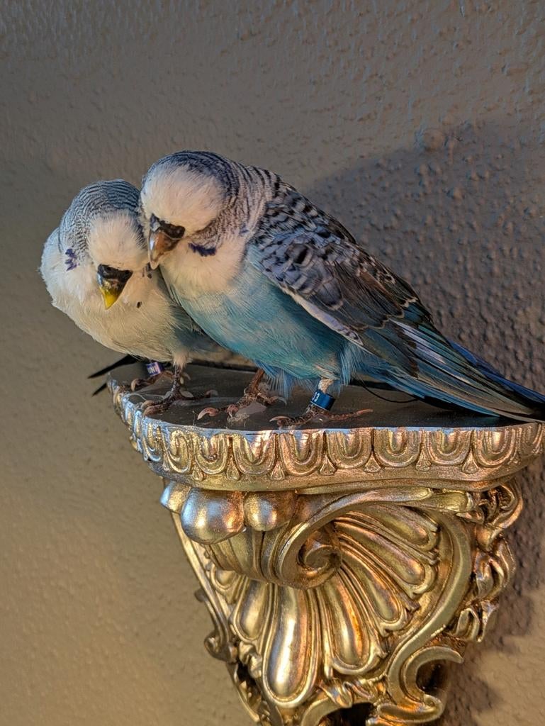 Parkieten taxidermie, Ophalen of Verzenden, Zo goed als nieuw, Vogel, Opgezet dier