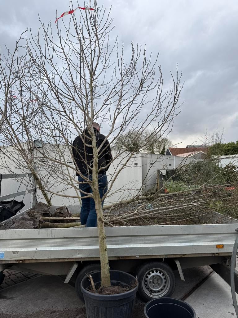 Magnolia kobus bomen witte bloesem hoog 4,5 meter, Tuin en Terras, Planten | Bomen, Overige soorten, Lente, 400 cm of meer, Ophalen