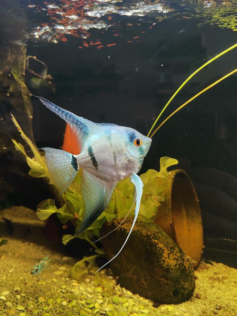 3 maanvis, Dieren en Toebehoren, Vis, Zoetwatervis