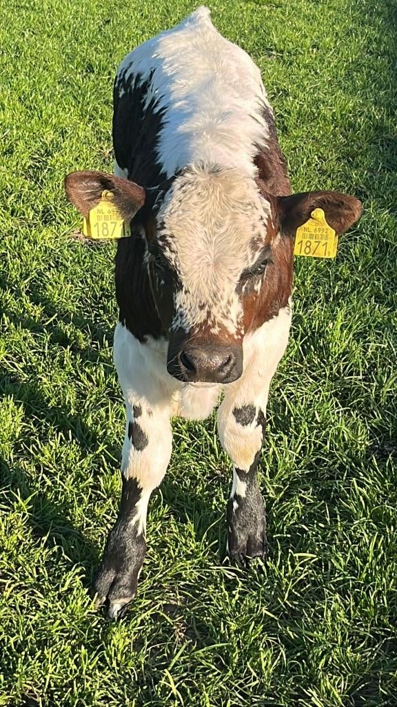 rundvee, Mannelijk, 0 tot 2 jaar
