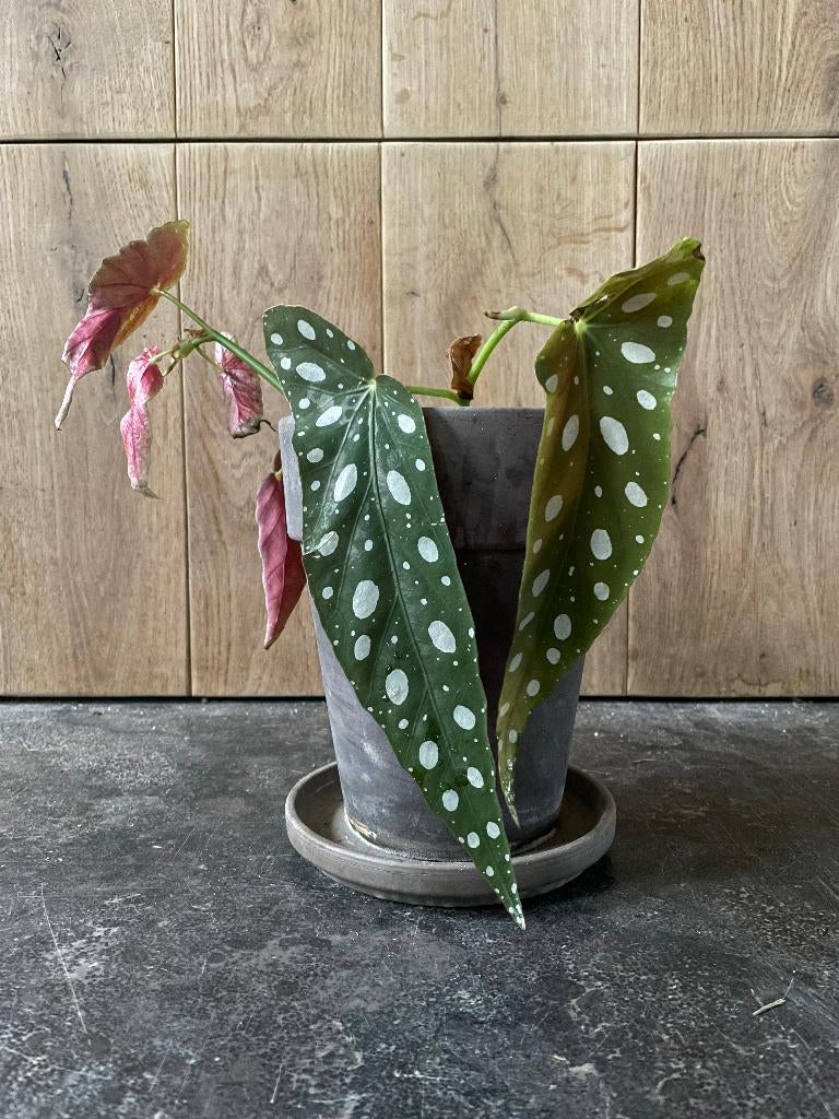 Begonia stippenbegonia Begonia Maculata, Ophalen, Overige soorten, Halfschaduw, Minder dan 100 cm