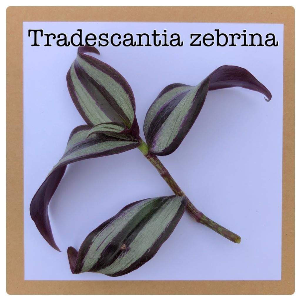 2. tradescantia zebrina, Huis en Inrichting, Kamerplanten, Ophalen of Verzenden, Halfschaduw, Minder dan 100 cm