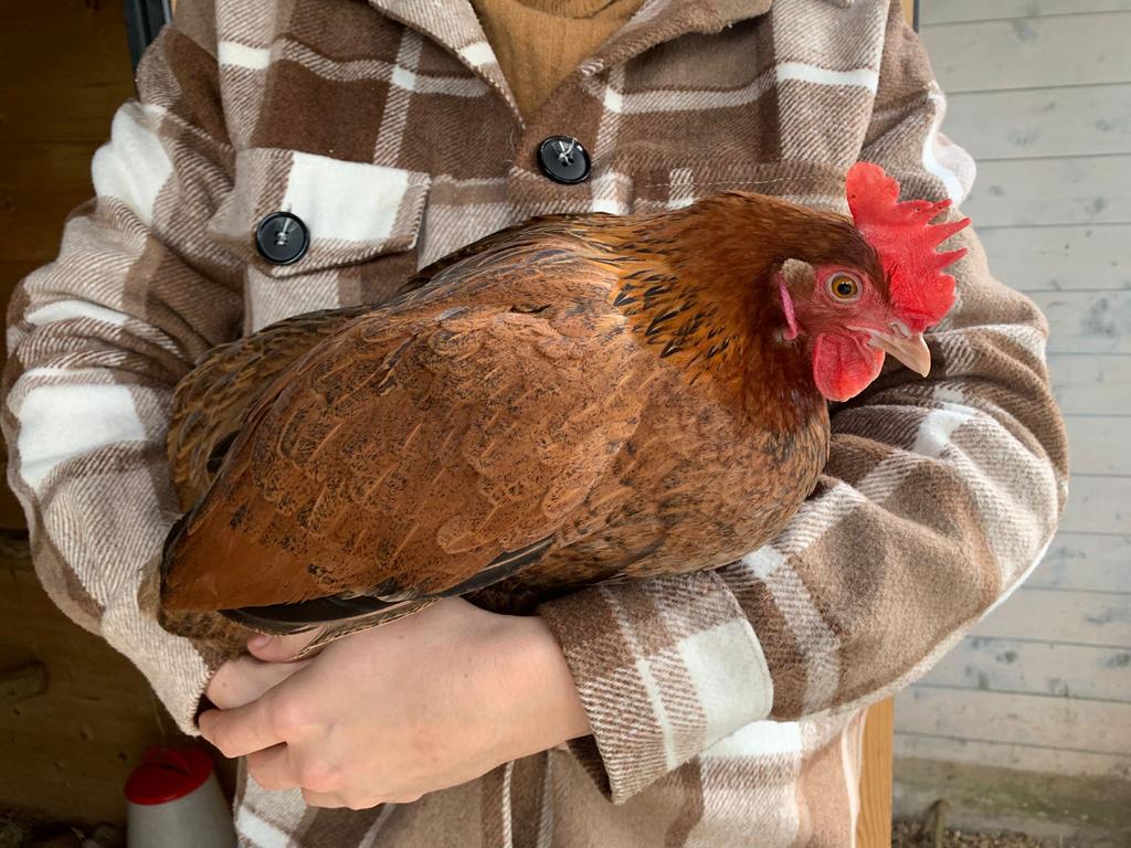 Handtamme easter eggers, Dieren en Toebehoren, Pluimvee, Vrouwelijk, Kip