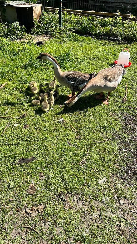 Overjarige knobbel ganzen, Dieren en Toebehoren, Pluimvee, Meerdere dieren, Gans of Zwaan