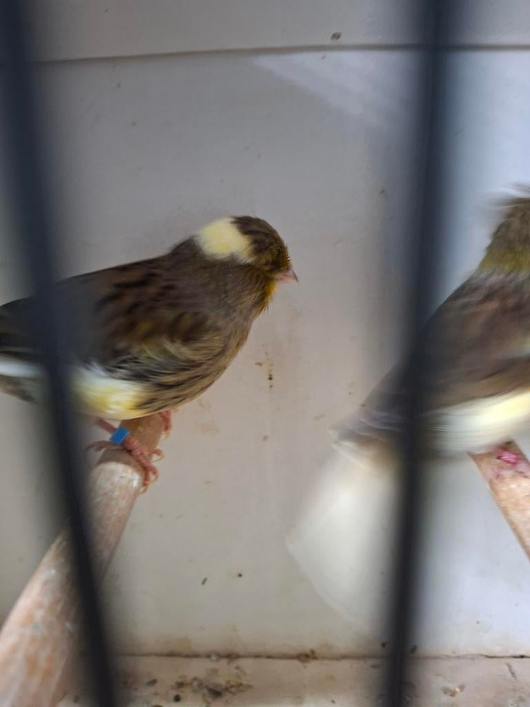 Mooie glosters kanaries, Meerdere dieren, Kleurkanarie