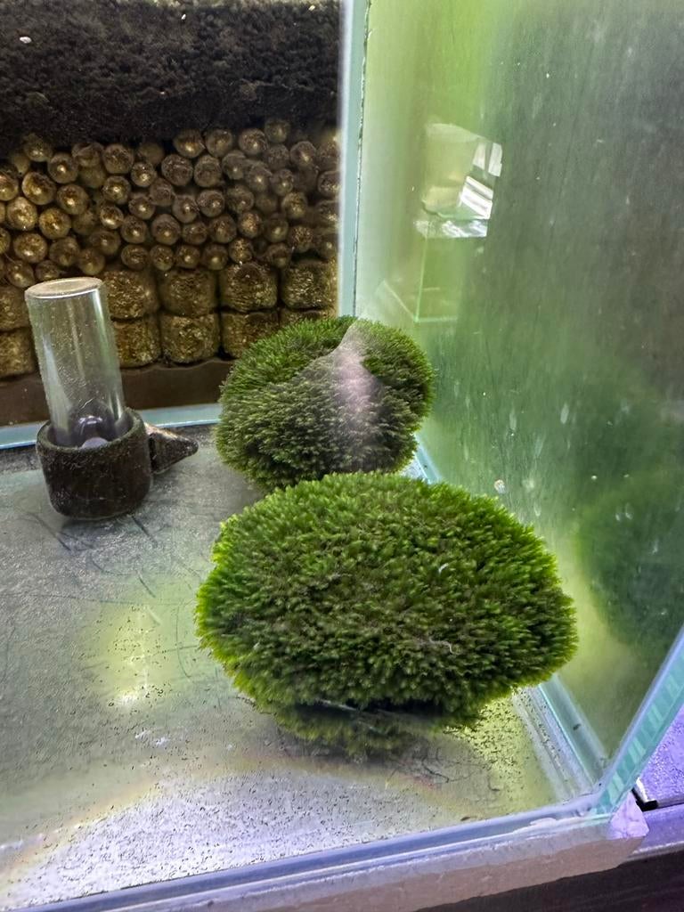 Fissidens, crepido, anubius! Ghost 2011!  Speciale mossen!, Ophalen of Verzenden, Nieuw, Plant(en), Steen of Hout