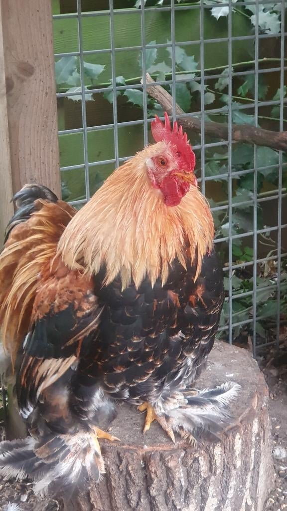 Haan, Sabelpoothaan, Dieren en Toebehoren, Ophalen, Zo goed als nieuw, Kippenhok of Kippenren