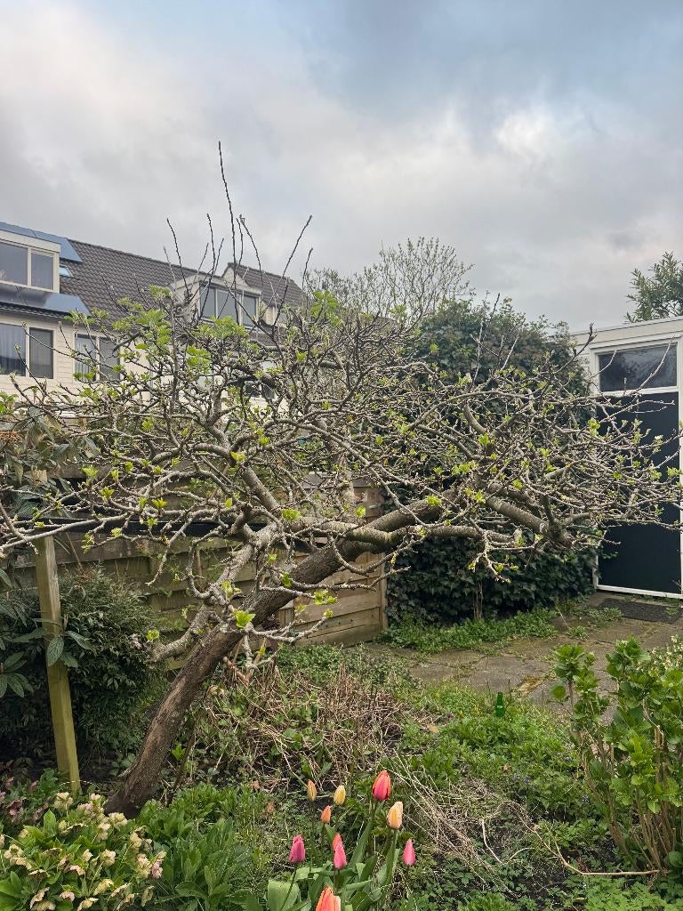 Appelboom, Tuin en Terras, Planten | Bomen, Overige soorten, Lente, 100 tot 250 cm, Ophalen