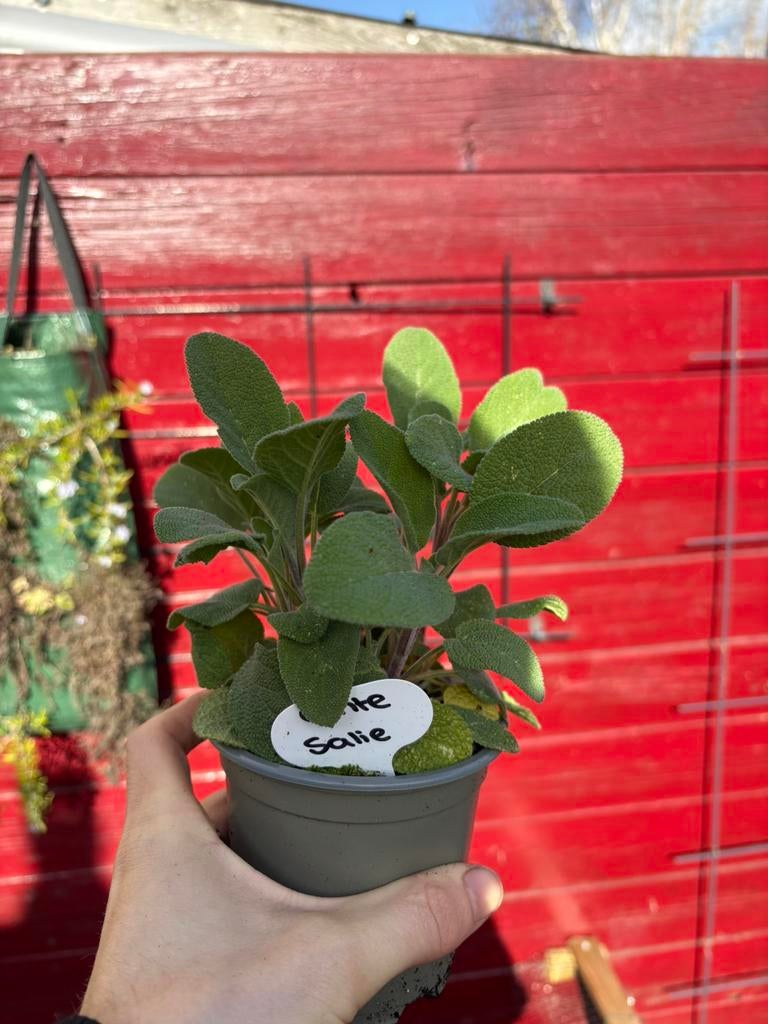Echte Salie plantjes - Bio - Hobbykwekerij, Ophalen, Eenjarig, Groenteplanten, Volle zon