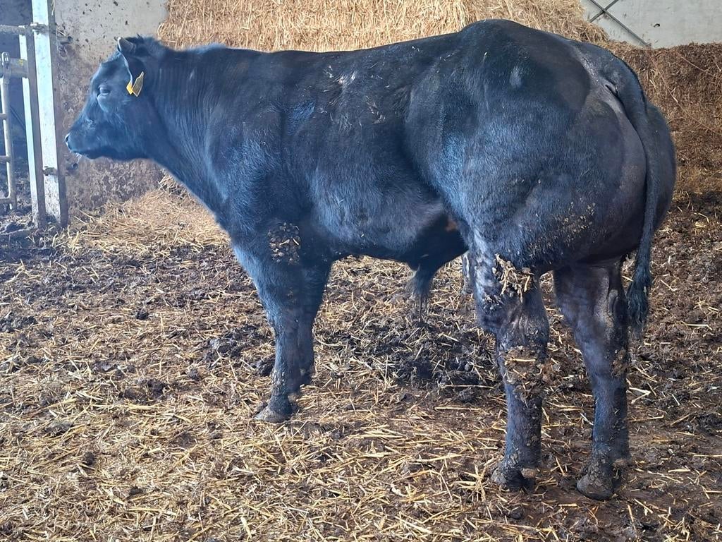 Dikbil stieren en koeien met kalveren, Dieren en Toebehoren, Meerdere dieren
