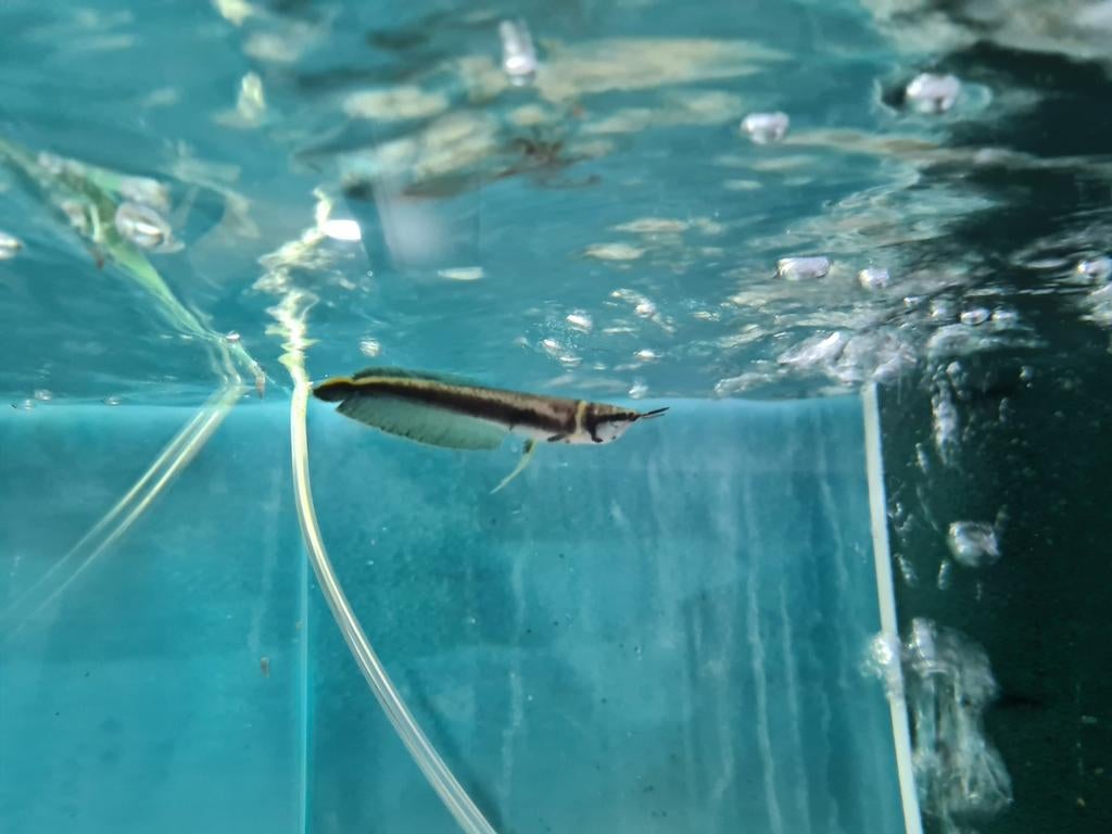 Zwarte Arowana, Osteoglossum Ferreirai, Vis, Zoetwatervis