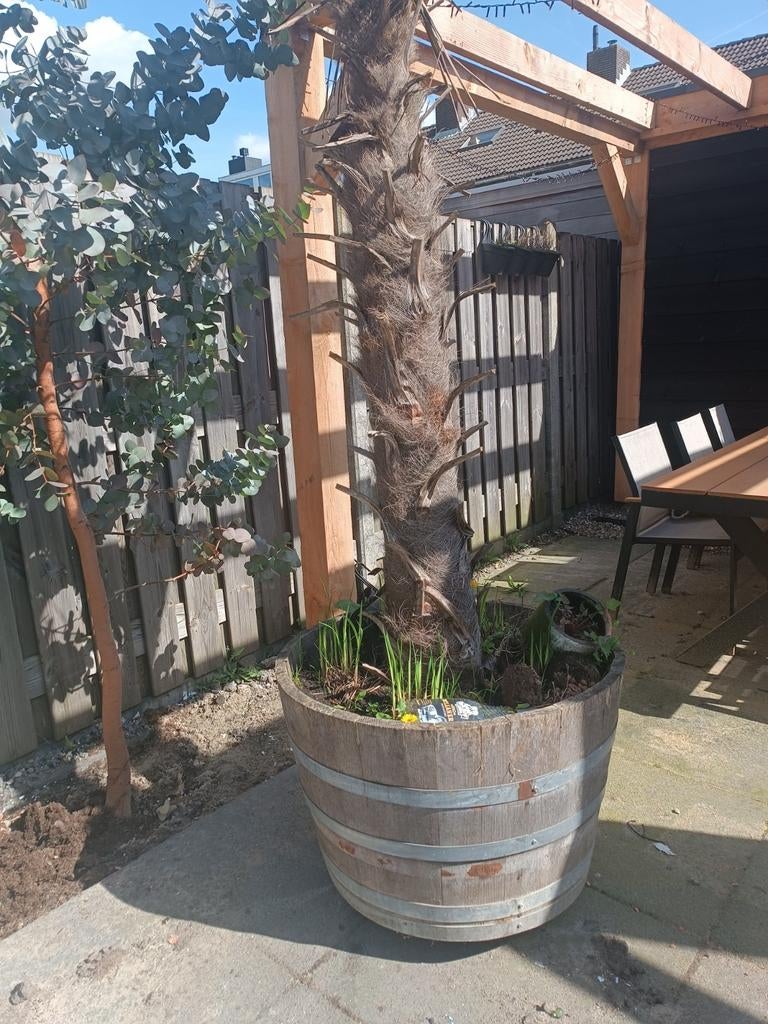 Grote wijnvaten, Tuin en Terras, Ophalen, Gebruikt, Rond, 60 tot 100 cm