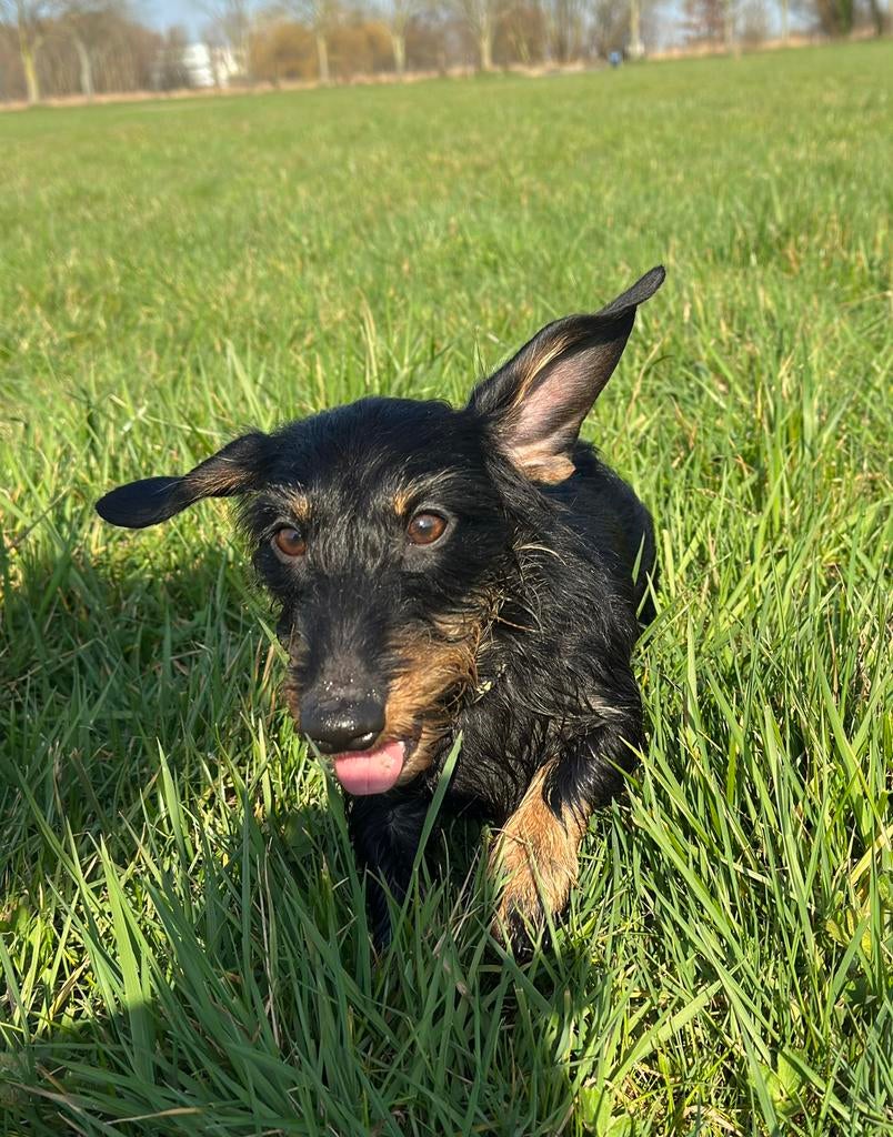 Zeer lief dwerg teckel reutje, 15 weken tot 1 jaar, Reu, Parvo, Eén hond