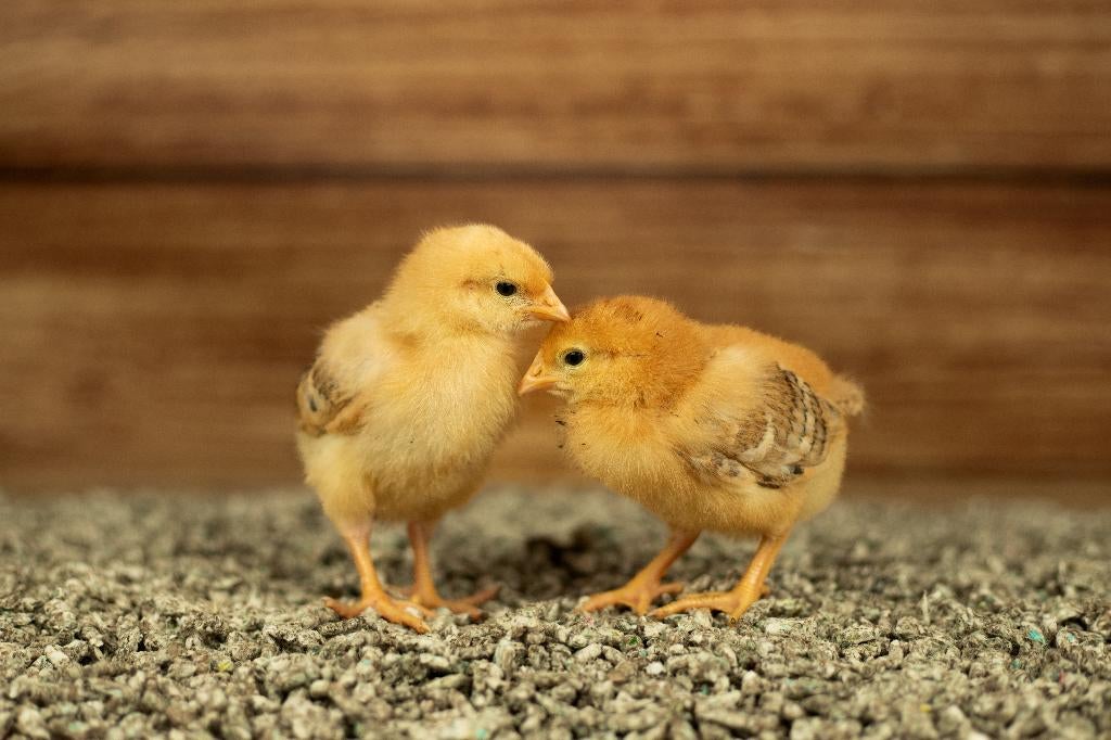 New Hampshire groot kippen kuikens | Gesekst en Ingeënt, Vrouwelijk, Kip