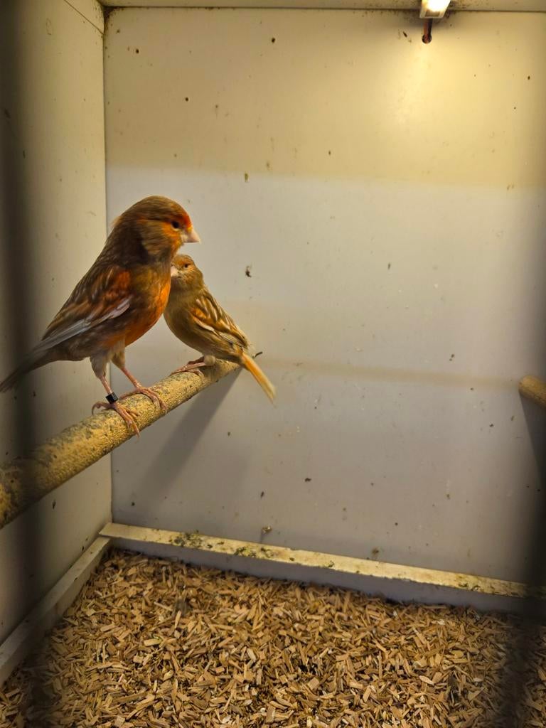 Koppel rode phao kanaries, Dieren en Toebehoren, Meerdere dieren, Kleurkanarie