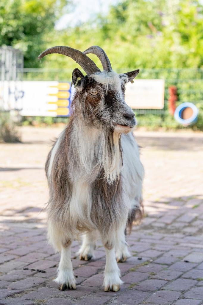 Landgeit, Vrouwelijk, Schaap