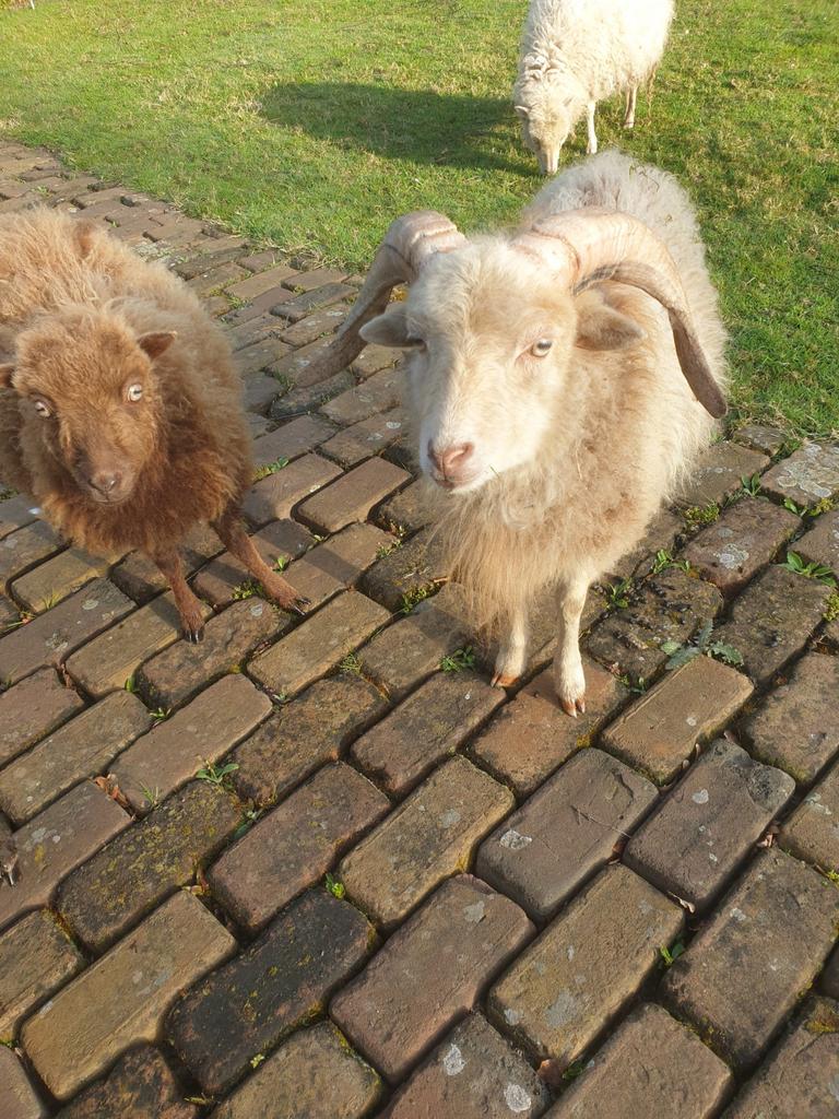 Ouessant rammetje, Mannelijk, Schaap