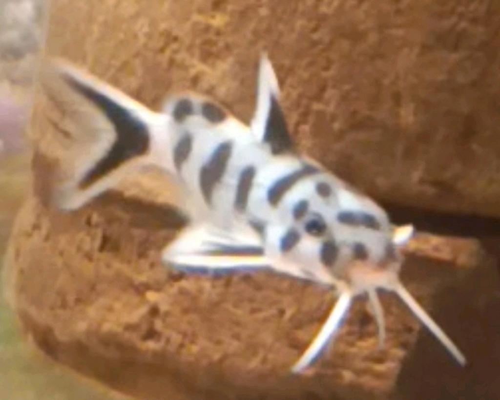 Synodontis poli white Zambia +2cm Tanganyika Cichliden, Vis