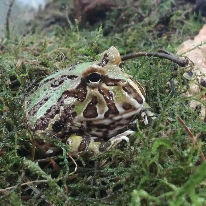 Ceratophys cranwelli, Dieren en Toebehoren, Reptielen en Amfibieën, 0 tot 2 jaar