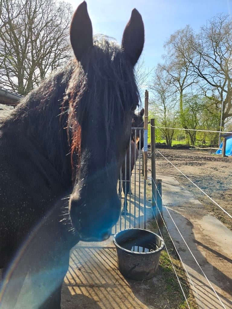 Friese merrie, Dieren en Toebehoren, Paarden, Merrie, Minder dan 160 cm, 0 tot 2 jaar, Recreatiepaard