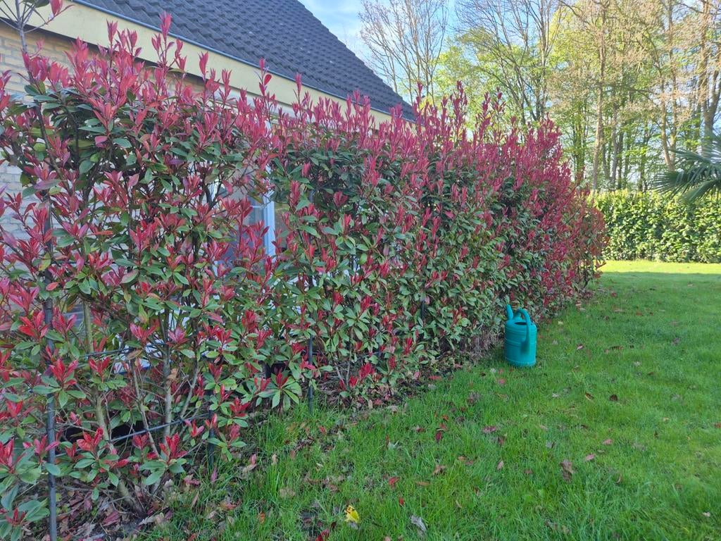 👌🏻Red Robin photinia fraseri robusta compacta glansmispel, Ophalen, Overige soorten, 100 tot 250 cm