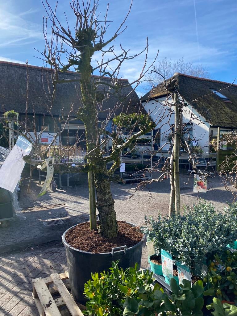 Oude fruitbomen 25jr, Ophalen, Volle zon, Overige soorten