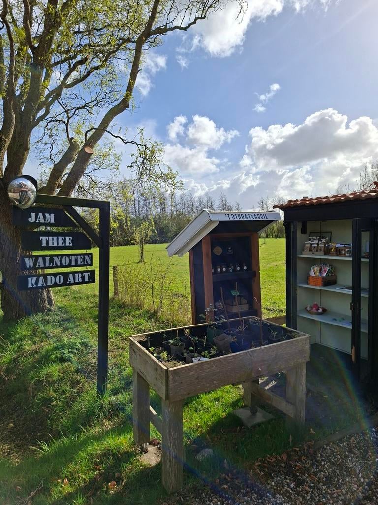 Stekjes - biologisch - groente, kruiden, bloemen en bessen, Ophalen of Verzenden, Volle zon, Overige soorten, Minder dan 100 cm