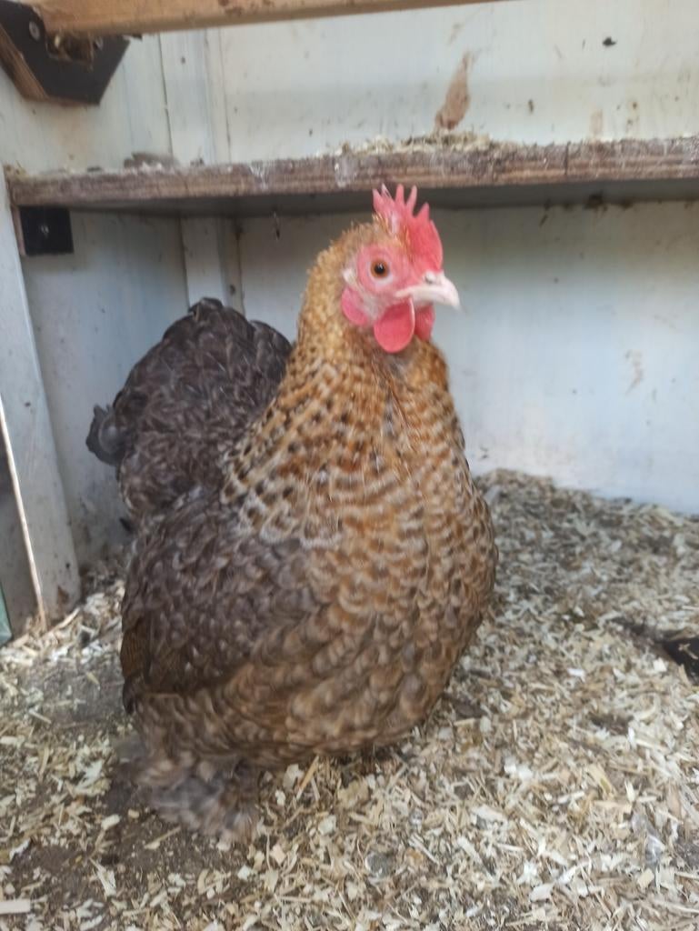 Koppel Cochin kriel 15€, Meerdere dieren, Kip