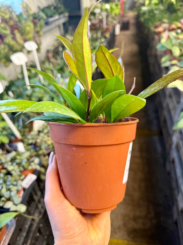 Hoya carnosa 'Publicalyx' p12, Huis en Inrichting, Kamerplanten, Ophalen of Verzenden