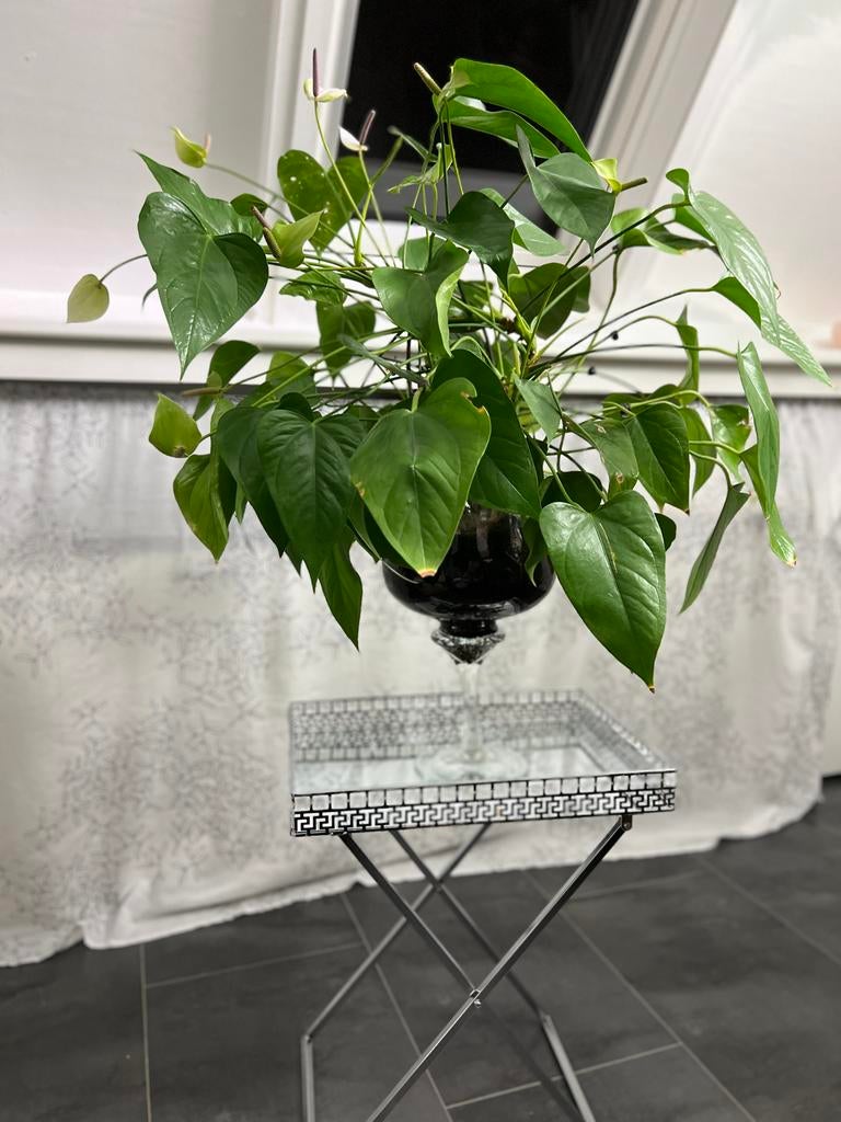 Mooie Anthurium plant met glaze pot en bijzettafel, 45 tot 60 cm, Minder dan 55 cm, Metaal of Aluminium, Ophalen of Verzenden